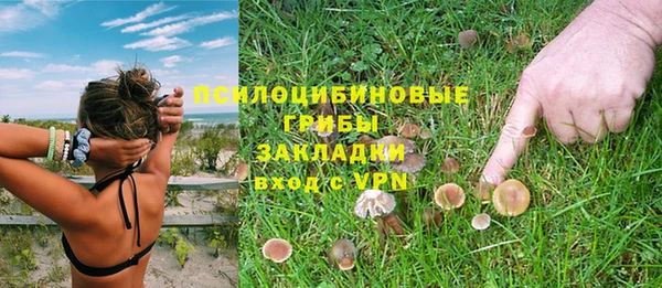 прущие грибы Каменск-Шахтинский